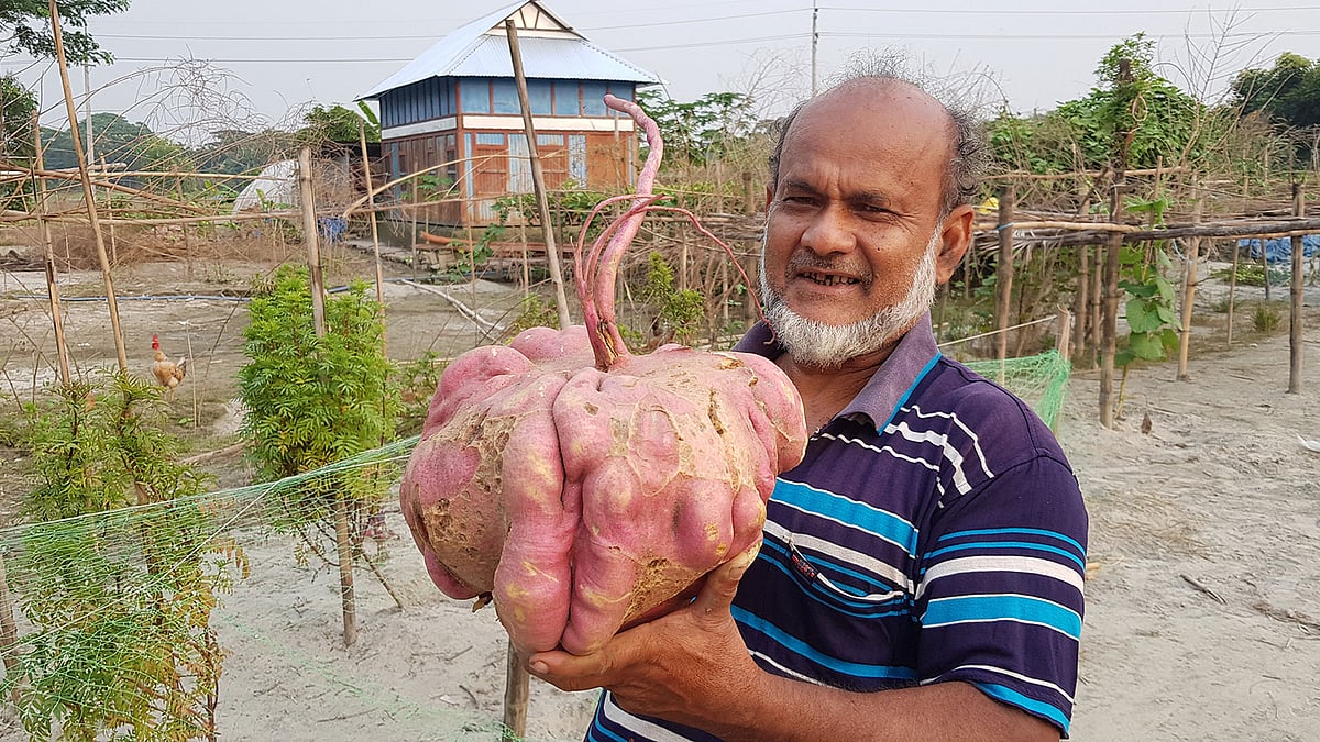 প্রায় আট কেজি ওজনের মিষ্টি আলু হাতে নাটেশ্বর গ্রামের কৃষক বেলায়েত হোসেন। ছবি: সংগৃহীত