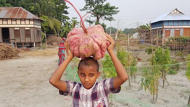 বিশাল মিষ্টি আলু মাথায় নিয়ে আছে কৃষক বেলায়েত হোসেনের নাতি। ছবি: সংগৃহীত
