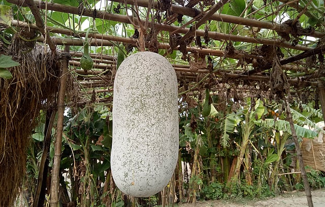 মাচায় ঝুলে আছে বড়সড় এক চালকুমড়া। এটি দিয়ে মোরব্বা তৈরি করা হবে। দক্ষিণ গোয়ালচামট এলাকা, ফরিদপুর শহর, ১৯ অক্টোবর। ছবি: আলীমুজ্জামান