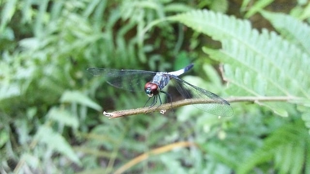 সাতসকালে শিশিরে ভেজা ডালে বসেছে এক ফড়িং। রণতিথা এলাকা, রায়গঞ্জ উপজেলা, সিরাজগঞ্জ, ১৯ অক্টোবর। ছবি: সাজেদুল আলম