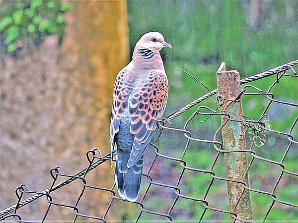 রামঘুঘু। বাগানের বেড়ায় অভিজাত ভঙ্গিতে।  ছবি: লেখক