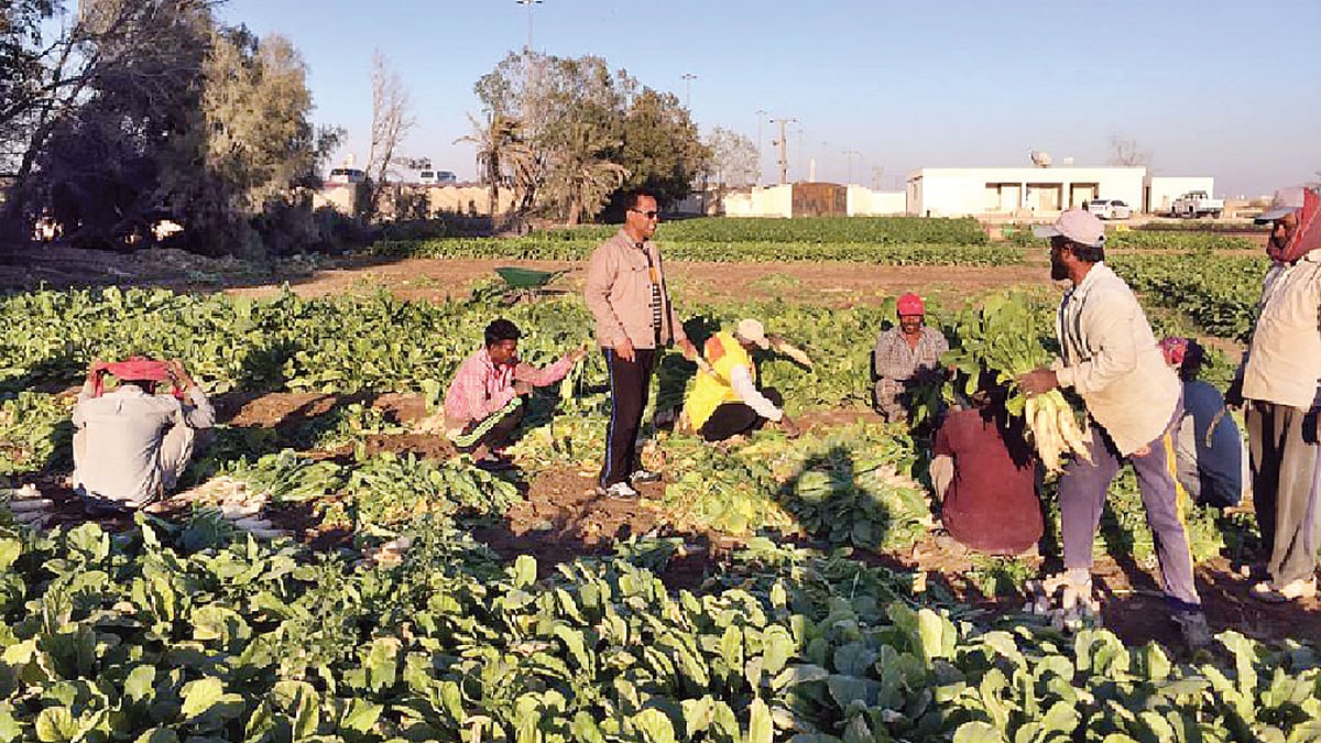 কৃষিকাজে ব্যস্ত বাংলাদেশি কর্মীদের সঙ্গে কথা বলছেন শ্রম কাউন্সেলর সিরাজুল ইসলাম