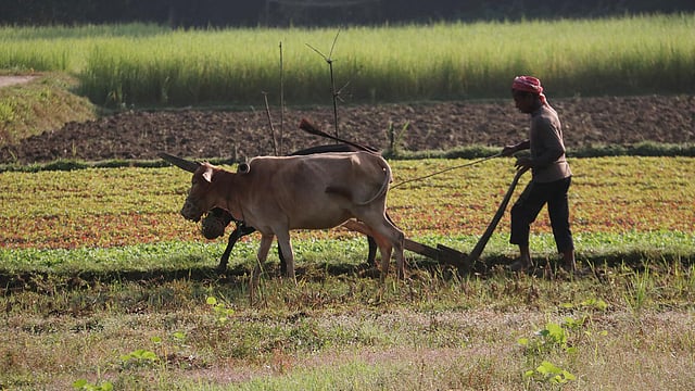 ভোরে জমিতে লাঙল দিচ্ছেন কৃষক। বাদেয়ালী গ্রাম, সিলেট সদর, ২৩ অক্টোবর। ছবি: আনিস মাহমুদ
