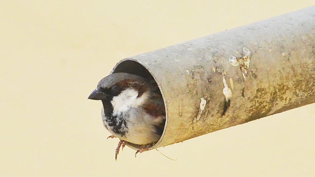 পানি নিষ্কাশনের পাইপের ভেতর বসে আছে এক চড়ুই পাখি। সদর হাসপাতাল, খাগড়াছড়ি, ২৩ অক্টোবর। ছবি: পলাশ বড়ুয়া