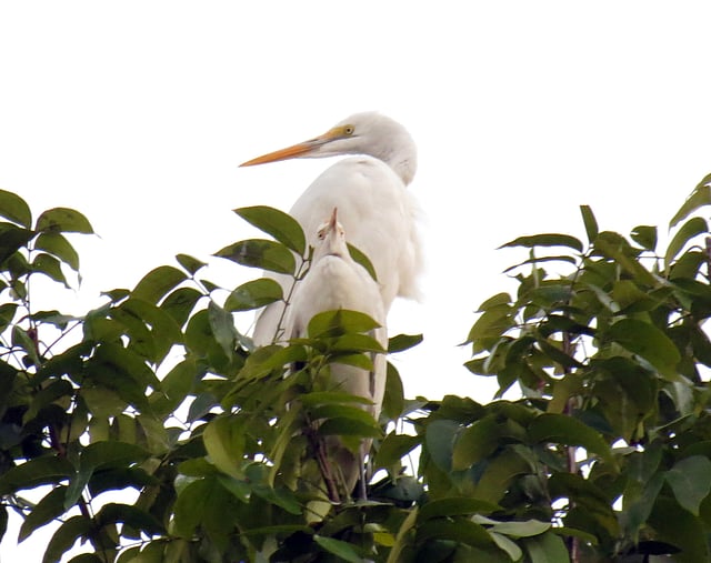 গাছের মগডালে বসে দোল খাচ্ছে দুটি সাদা বক। বাংলা স্কুলের মোড়, ভোলা সদর, ২০ অক্টোবর। ছবি: নেয়ামতউল্যাহ