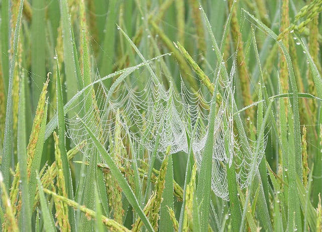 চোখজুড়ানো সবুজ ধানের খেতে মাকড়সার জালের দৃষ্টিনন্দন নকশা। শিশিরকণা যোগ করেছে অন্যরকম মাধুর্য। বাকপাড়া এলাকা, কিশোরগঞ্জ শহরতলি, ২২ অক্টোবর। ছবি: তাফসিলুল আজিজ