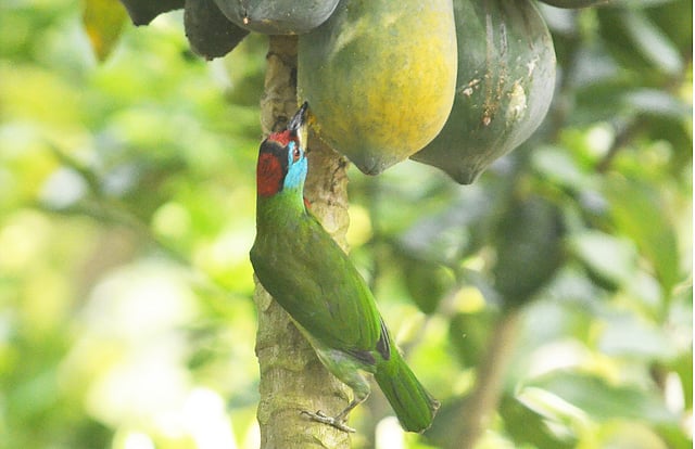 সকালবেলা মিষ্টি রোদ উঠেছে। এ সময় পাকা পেঁপে খাচ্ছে নীলগলা বসন্ত পাখি। এটি ফলাহারী প্রজাতির পাখি। এটি বাংলাদেশের স্থানীয় পাখি। পশ্চিম কাঁঠালতলী পাড়া, দীঘিনালা, খাগড়াছড়ি, ২৪ অক্টোবর। ছবি: পলাশ বড়ুয়া
