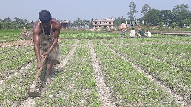 আসছে শীত। বাজারে আসবে নতুন নতুন সবজি। তারই আয়োজন চলছে। সবজিখেত পরিচর্যা করছেন চাষি। শাহমীরপুর ফাজিল খাঁর হাট, বড় উঠান ইউনিয়ন, কর্ণফুলী, চট্টগ্রাম, ২৩ অক্টোবর। ছবি: মোহাম্মদ মোরশেদ হোসেন