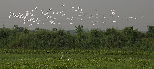 নদ–নদী ও খাল–বিলে পানি কমতে শুরু করেছে। কম পানিতে ছোট মাছ খেতে বকের ওড়াউড়ি। যোগ দিয়েছে শীতের বাতাস। বাংলার গ্রামাঞ্চলের অপরূপ সৌন্দর্য। নিমতলী, কেরানীগঞ্জ, ঢাকা, ২৪ অক্টোবর। ছবি: জাহিদুল করিম