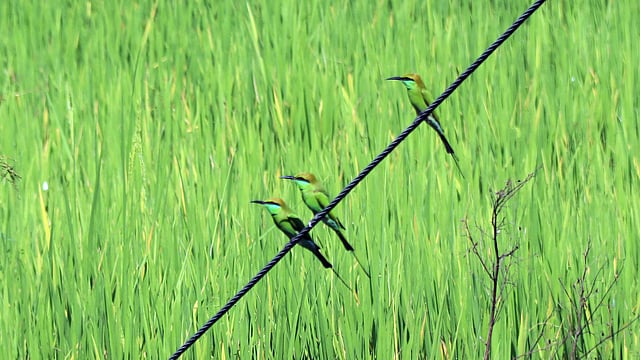 ধানিজমি জমি থেকে পোকা-মাকড় খাওয়ার জন্য বিদ্যুতের তারে বসে আছে তিনটি পাখি। ভূটুয়া শ্রীপুর গ্রাম, আদর্শ সদর উপজেলা, কুমিল্লা, ২৩ অক্টোবর। ছবি: এমদাদুল হক