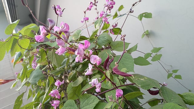 টবে এখন শুধু শৌখিন ফুলের গাছ নয়, চাষ হচ্ছে সবজিও। মৌসুমের শুরুতে শিম গাছে ফুল এসেছে। খারদ্বার, বাগেরহাট সদর, বাগেরহাট, ২৬ অক্টোবর। ছবি: ইনজামামুল হক