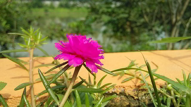 বাগানে ফুটেছে টাইম ফুল। কেন্দ্রীয় ঈদগাহ ময়দান, রায়গঞ্জ, সিরাজগঞ্জ, ২৬ অক্টোবর। ছবি: সাজেদুল আলম