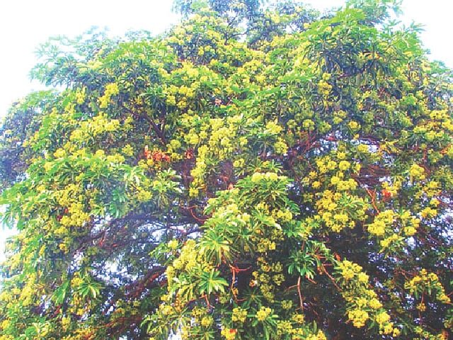 হেমন্তে ছাতিমের শাখা ভরে গেছে ফুলে ফুলে। সম্প্রতি বোটানিক্যাল গার্ডেনে।  ছবি: প্রথম আলো