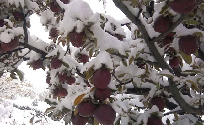 ভারী তুষারপাতের কারণে কাশ্মীরে আপেলের ব্যাপক ক্ষতি হবে বলে আশঙ্কা প্রকাশ করেছেন কৃষকেরা। কান্নুর, কাশ্মীর, ৩ নভেম্বর। ছবি: টুইটার