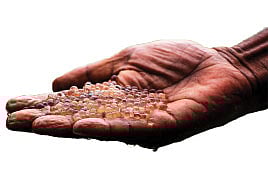 হালদা থেকে আহরিত ডিম থেকে যে রেণু উৎপাদিত হয়, সেই রেণু প্রতি কেজির দাম ১ লাখ টাকা