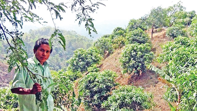 বান্দরবান-চিম্বুক সড়কে জেলা শহর থেকে ১৪ কিলোমিটার দূরে বসন্ত ম্রোপাড়ায় নিজের গড়ে ফলের বাগানে চাষি  তোয়ো ম্রো।  প্রথম আলো