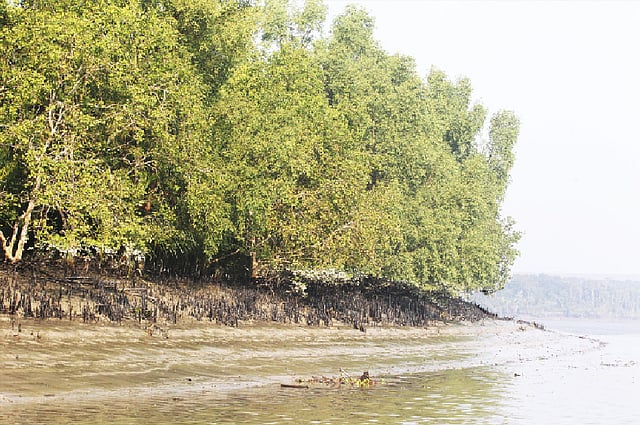 জনপ্রতিবাদ অগ্রাহ্য করে মুনাফার টানে আর রাজনৈতিক স্বেচ্ছাচারিতার বলে সর্বনাশা সুন্দরবন বিনাশী প্রকল্প নিয়ে অগ্রসর হচ্ছে সরকার