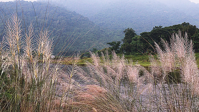 নীল পাহাড়ের পটভূমিতে কাশবন