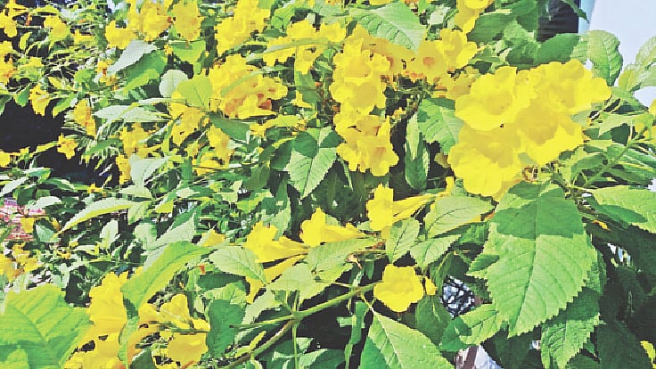 সোনাপাতি ফুল, বঙ্গবন্ধু আন্তর্জাতিক সম্মেলন কেন্দ্রে। ছবি: লেখক