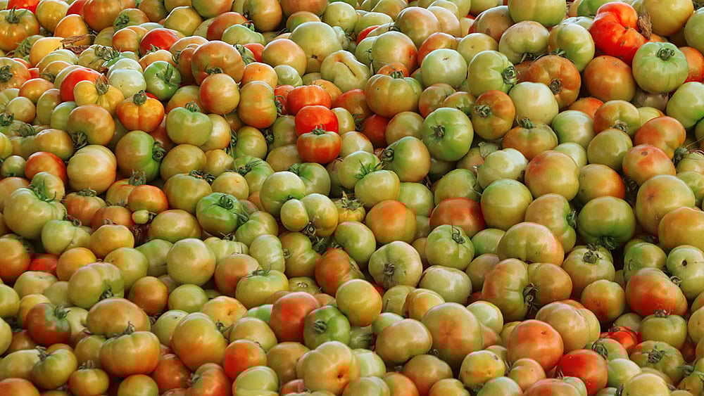 ছবি: প্রথম আলো