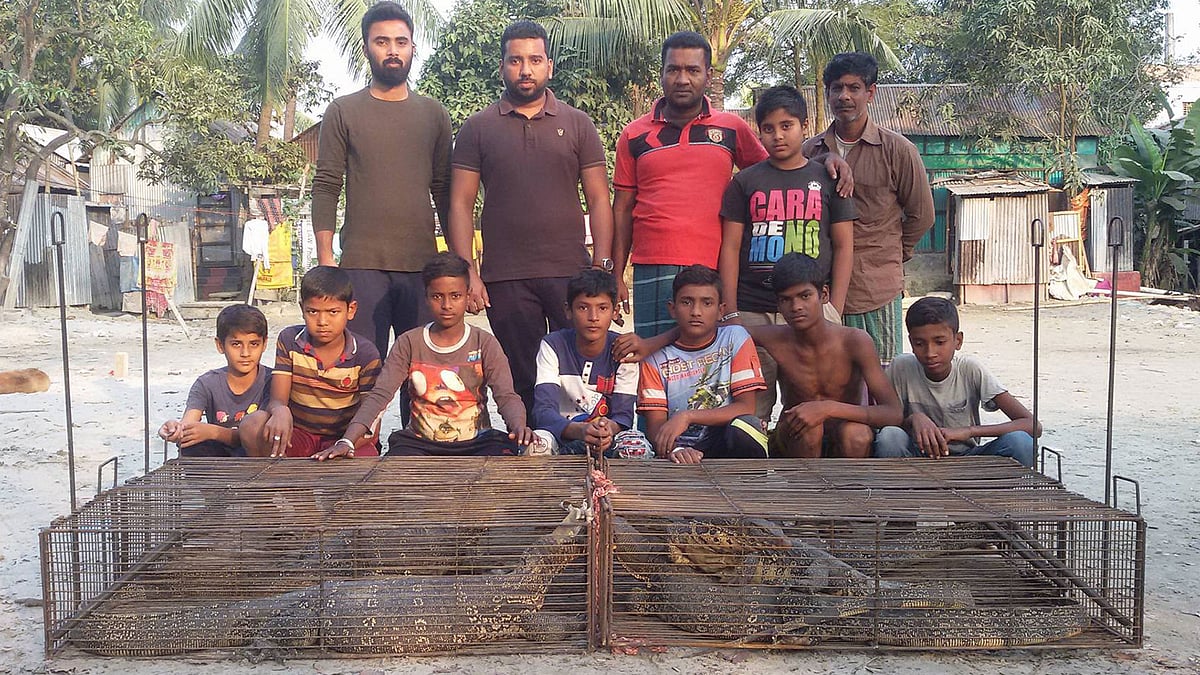 নারায়ণগঞ্জের একটি খাল থেকে ধরা হয় নয়টি বড় গুইসাপ। পরে এগুলোকে গাজীপুর ভাওয়াল জাতীয় উদ্যানে অবমুক্ত করা হয়। ছবি: সংগৃহীত