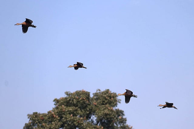 আকাশে ওড়াউড়ির প্রতিযোগিতা।
