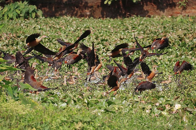 জলাশয় থেকে ঝাঁক বেঁধে ওপরে উঠছে পাখিরা।