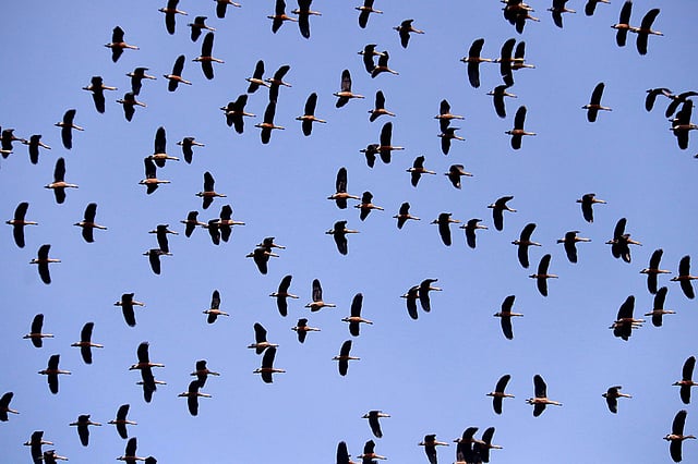 আকাশ যেন অতিথি পাখির দখলে।