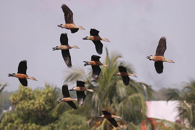 দল বেঁধে আকাশে উড়ছে শীতের অতিথি পাখি।
