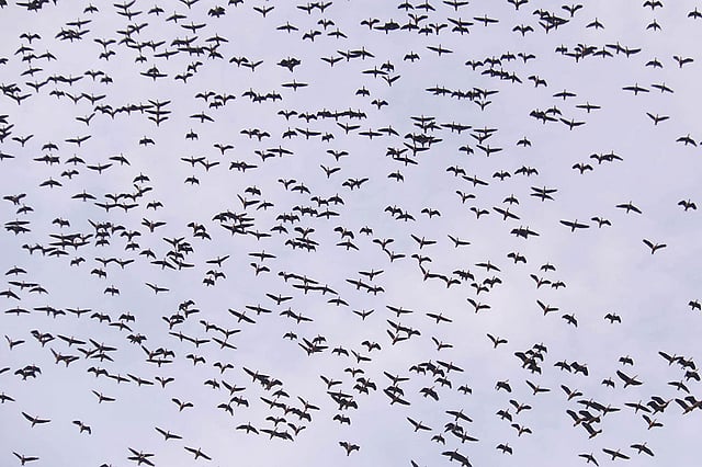 আকাশে উড়ছে হাজারো অতিথি পাখি।