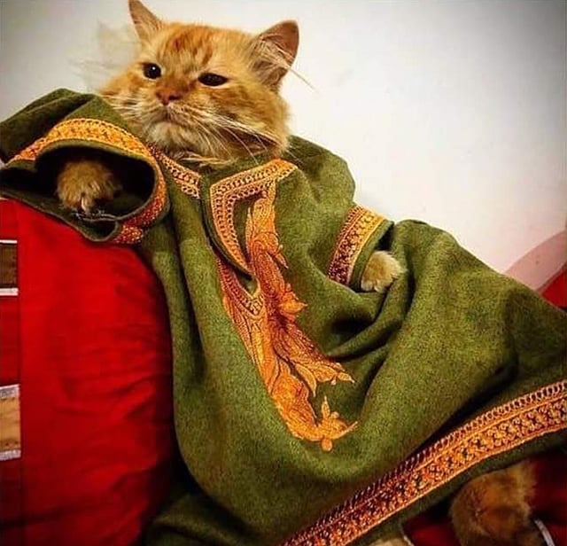 ফেরান নিষিদ্ধের বিষয়টি ব্যঙ্গ করে পোষা বিড়ালকে ফেরান পরিয়ে ছবি পোস্ট করেছেন একজন। ছবি: টুইটার