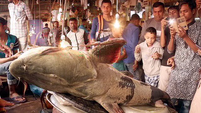 অনেকেই মাছের ছবি তুলে রাখছেন। ছবি: আনিস মাহমুদ