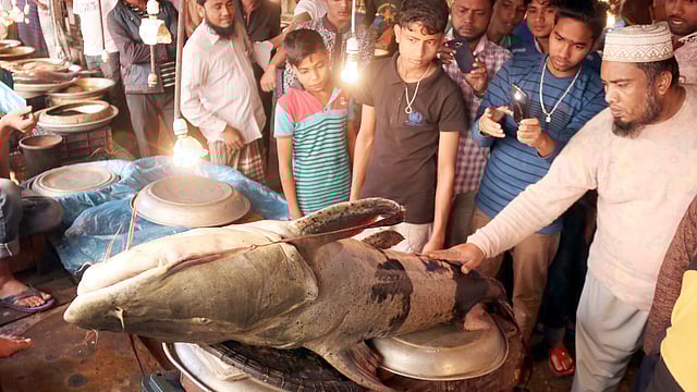 বাজারে আনা হয়েছে ১৪০ কেজি ওজনের বাঘাইড়। ছবি: আনিস মাহমুদ