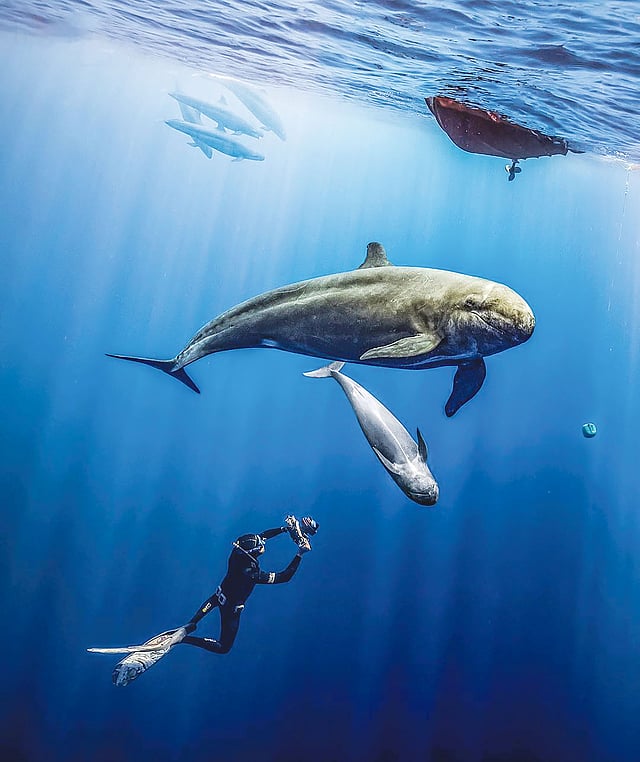 হাঙরপ্রীতি থাকলেও তিমি দেখলে ক্যামেরায় বন্দি করেন হামদান চৌধুরী। ছবি: সংগৃহীত