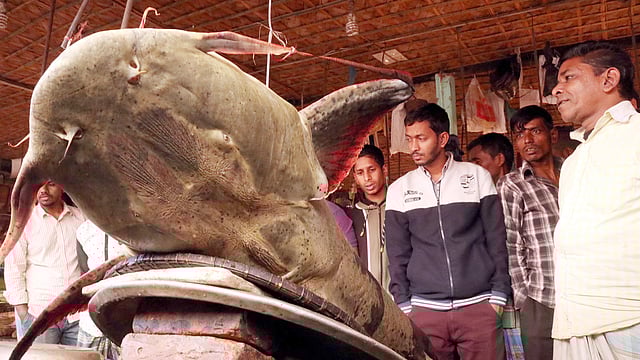 ইয়া বড় মাছ দেখতে ভিড় জমেছে মানুষের। ছবি: আনিস মাহমুদ