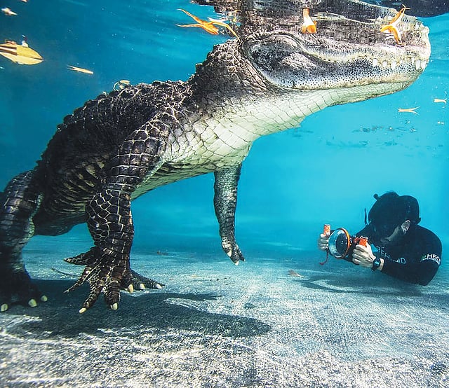 কুমিরটা যেন ভিডিওর জন্য পোজ দিচ্ছে। ছবি: ইনস্টাগ্রাম