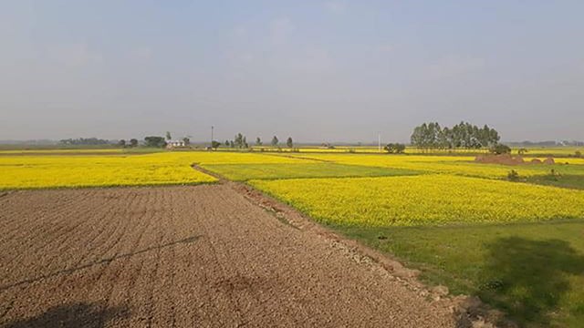 দোহার-নবাবগঞ্জজুড়ে বিস্তীর্ণ সবুজ এলাকা। ছবি: প্রথম আলো