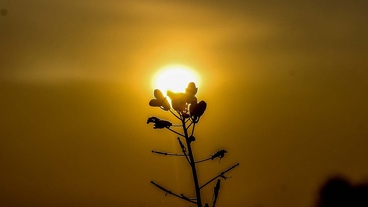 নতুন বছরে প্রতিদিন একটা সুন্দর ভোরের অপেক্ষায় আমরা। ছবি: সাদ্দাম হোসেন, খুলনা