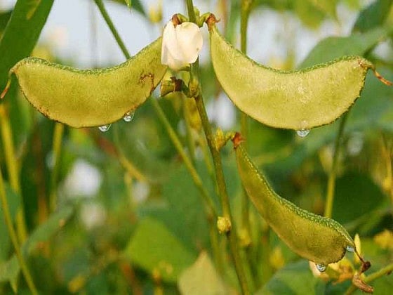 শিম