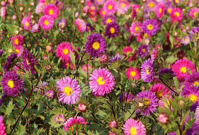 মাঠজুড়ে শোভা পাচ্ছে বাহারি স্টার ফুল।
