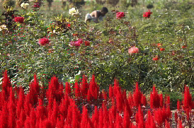নার্সারির খেত পরিচর্যা করছেন এক ব্যক্তি। পাশেই ফুটে আছে বাহারি ফুল।