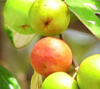 টক ফল