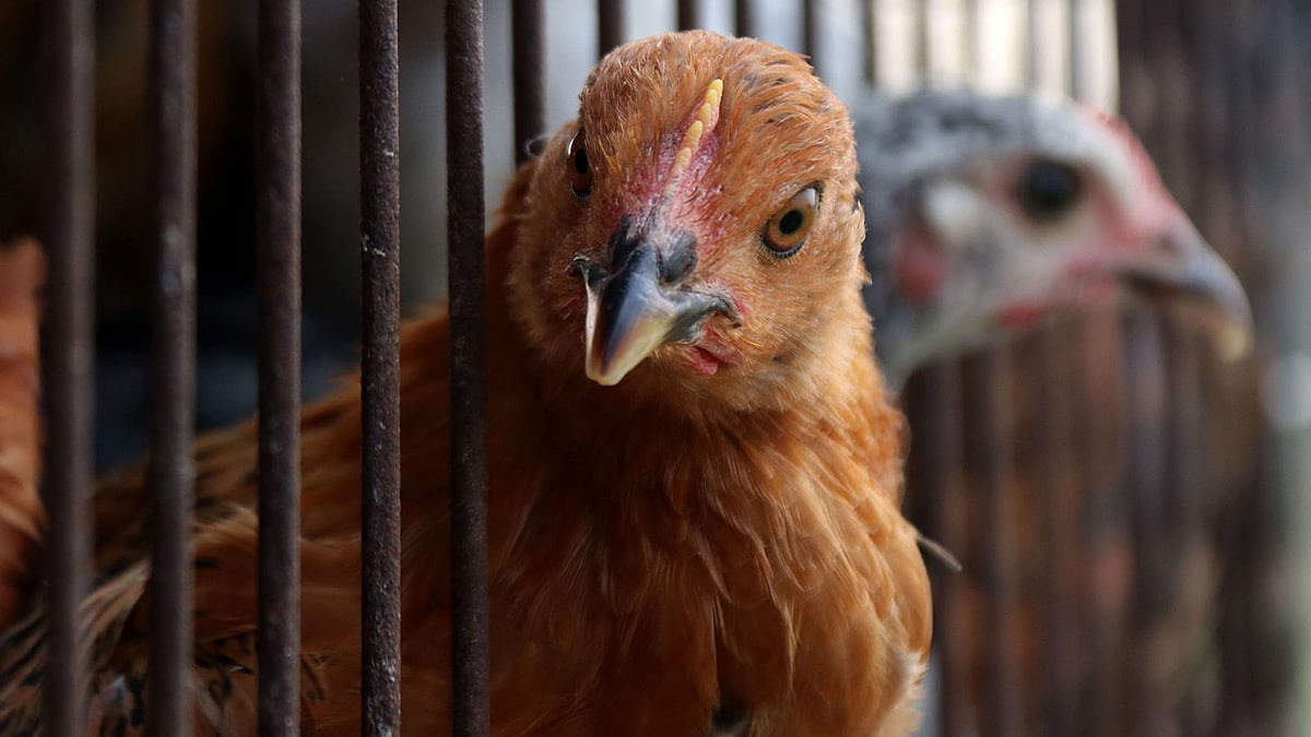  ছবি: হাসান মাহমুদ