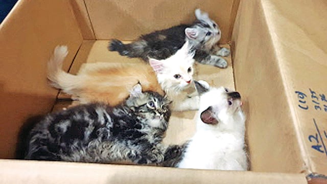 প্যান্টের ভেতরে থাকা সেই চার বিড়ালছানা।  ছবি: এএফপি