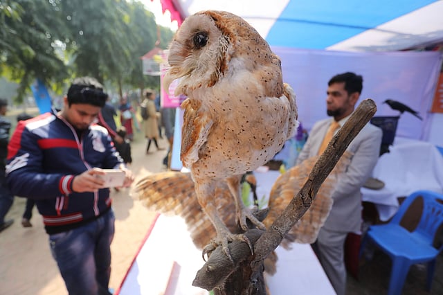 কৃত্রিমভাবে সংরক্ষিত পাখির ছবি তুলছেন এক দর্শক।