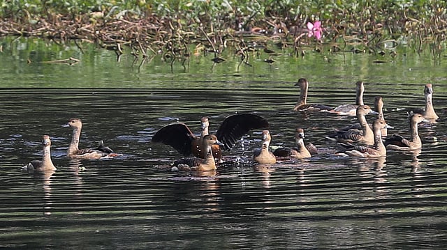 বিশ্ববিদ্যালয়ের লেকে ছিল অতিথি পাখির কলতান।