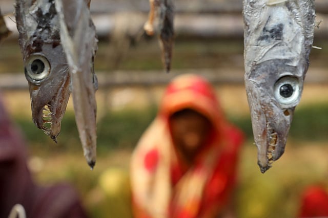 সামুদ্রিক বড় বড় মাছ দিয়ে শুঁটকি করা হয়