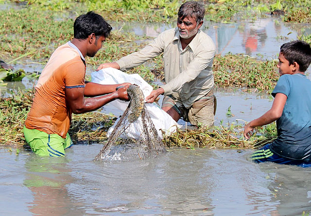 ধরা পড়েছে মাছ! আগে বিলে প্রচুর মাছ ছিল,ফলে এই মৌসুমে প্রায় প্রতিদিনই পলো দিয়ে অসংখ্য মৎস্য শিকারি মাছ ধরত। কিন্তু এখন মাছ কমে গেছে। ফলে বিলপারের ২০ থেকে ২৫টি গ্রামের মানুষ এক হয়ে এই উৎসবের আয়োজন করে।