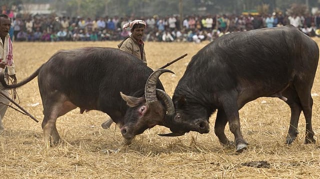 পৌষসংক্রান্তিতে আসামে মহিষের ঐতিহ্যবাহী লড়াই। ছবি: ইনসাইডএনইয়ের সৌজন্যে