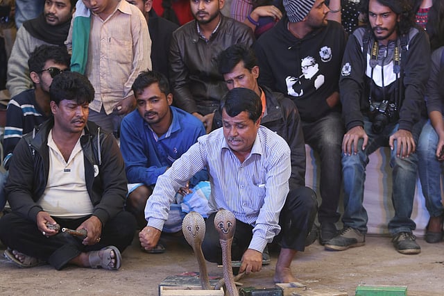 সাপের খেলা দেখাচ্ছেন এক সাপুড়ে।